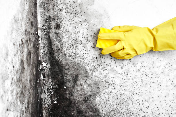 Best Professional Mold Removal  in Central Heights Midland City, AZ