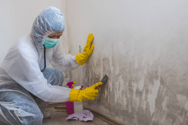 Best Toxic Mold Removal  in Central Heights Midland City, AZ