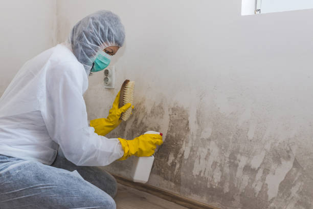 Best Commercial Mold Removal  in Central Heights Midland City, AZ