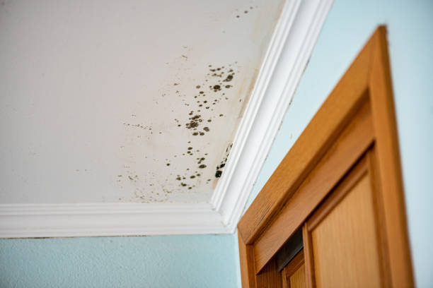 Best Attic Mold Removal  in Central Heights Midland City, AZ