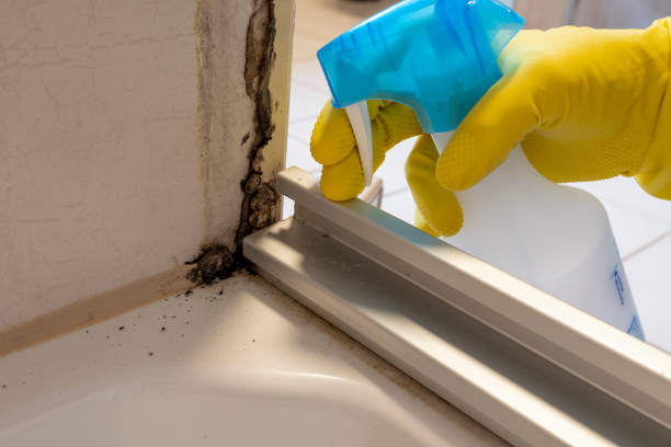 Best Crawl Space Mold Removal  in Central Heights Midland City, AZ
