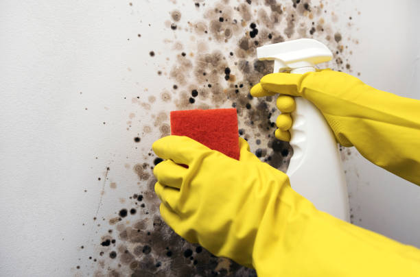 Best Certified Mold Removal  in Central Heights Midland City, AZ