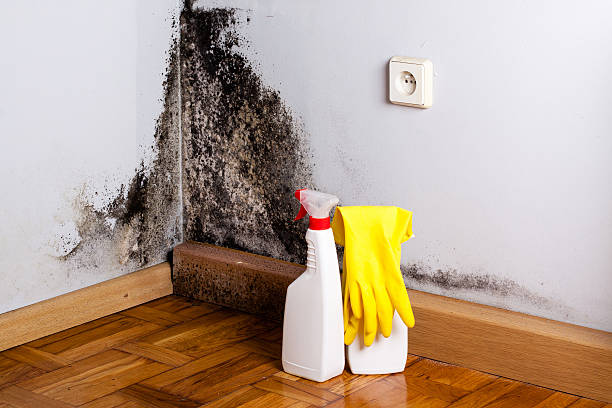 Professional Mold Removal in Central Heights Midland City, AZ