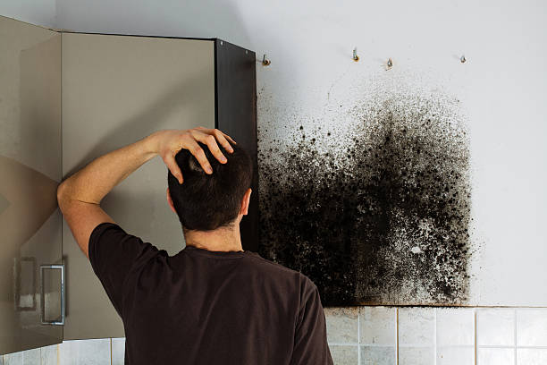 Best Best Mold Removal Companies  in Central Heights Midland City, AZ