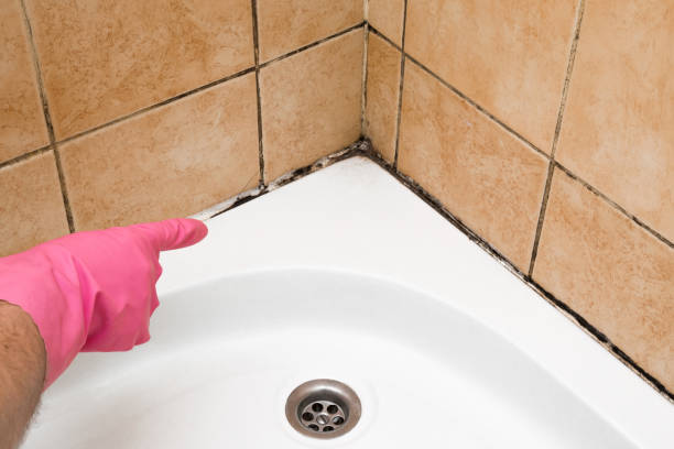 Best Mold Removal Company Near Me  in Central Heights Midland City, AZ